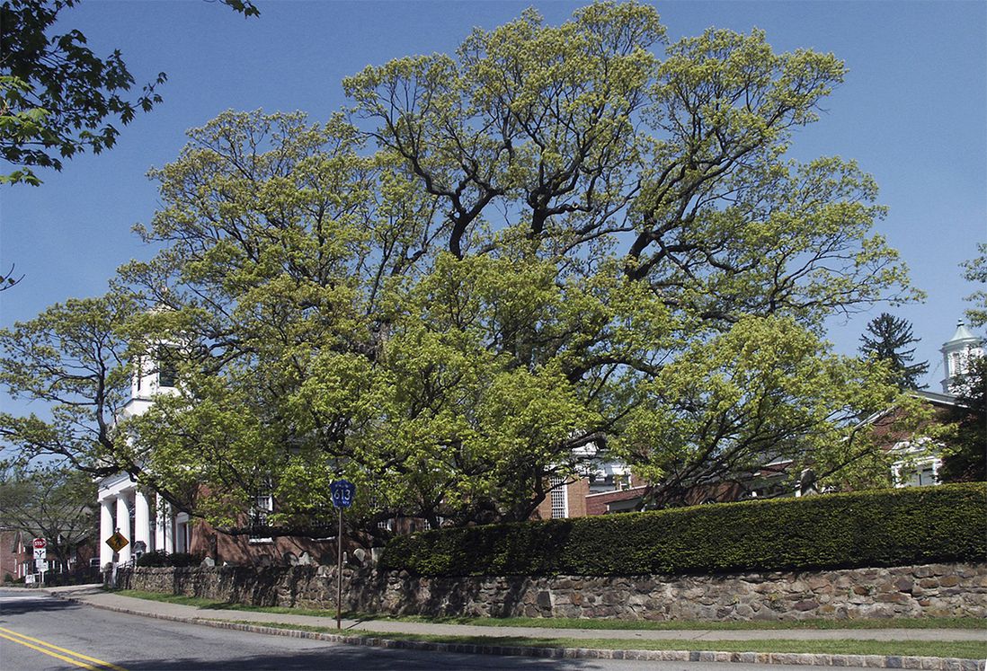 A 2006 photo of the tree (Basking Ridge Presbyterian Church via AP)